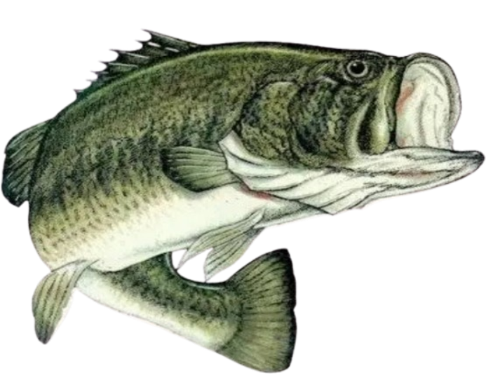 Bass Fishing Tournaments